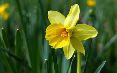 Daffodil (Narcissus pseudonarcissus)の素材