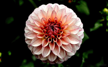 Dahlia flower in the garden. Close-up. Nature.の素材