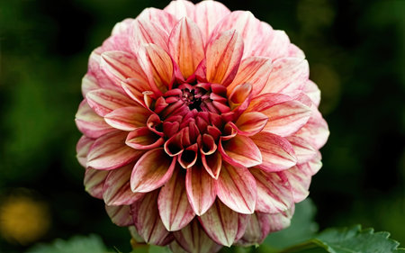 Beautiful dahlia flower in the garden. Close up.の素材