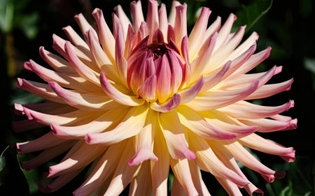Dahlia flower in the garden, closeup of a flowerの素材