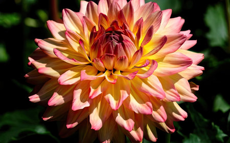 Beautiful dahlia flower in the garden, close-upの素材