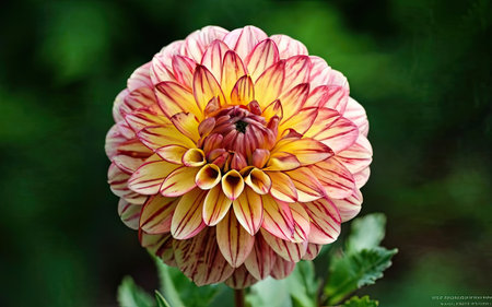Dahlia flower in the garden on a sunny summer day.の素材