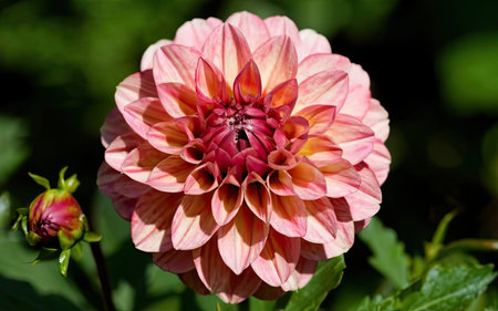 dahlia very nice colorful garden flower close up in the sunshineの素材