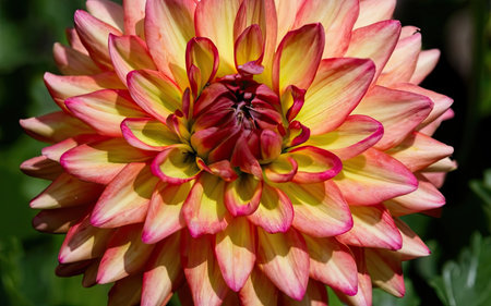dahlia very nice colorful garden flower close up in the sunshineの素材