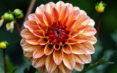 Beautiful dahlia flower in the garden. Close up.の素材