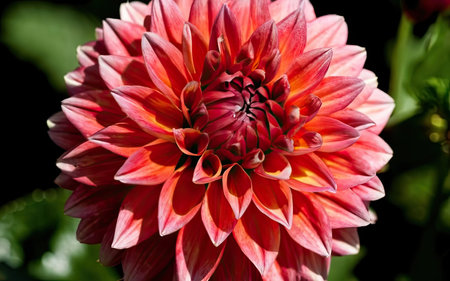 Colorful dahlia flower in full bloom, close-upの素材