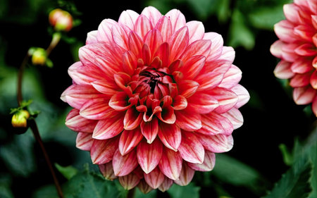 Pink dahlia flower with green leaves in the garden closeupの素材