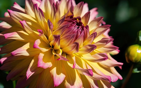 Colorful dahlia flower in the garden. Close up.の素材
