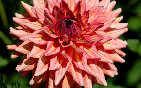 Pink dahlia flower close-up in the summer garden.の素材