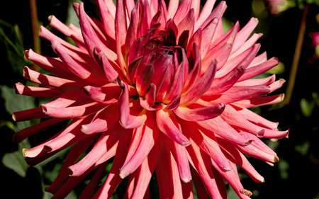 Pink dahlia flower in the garden on a sunny summer dayの素材