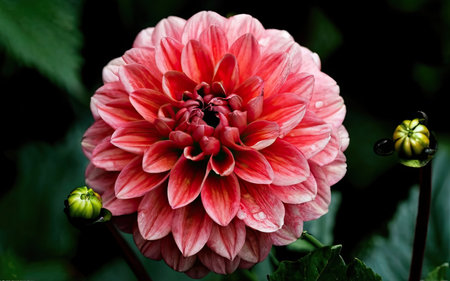 Pink dahlia flower in the garden. Close-up.の素材