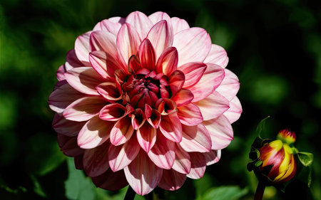 dahlia very nice colorful garden flower close up in the sunshineの素材
