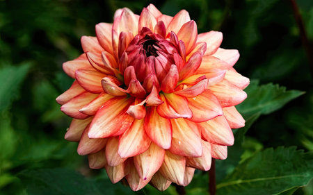 Dahlia flower in the garden, close-up, selective focusの素材