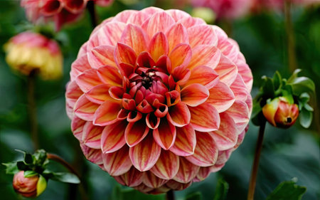 Dahlia is a genus of flowering plants in the Asteraceae family.の素材