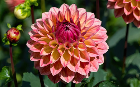 Dahlia is a genus of herbaceous flowering plants in the Asteraceae family.の素材