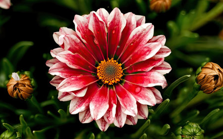 Close up of white and red gazania flower in the gardenの素材