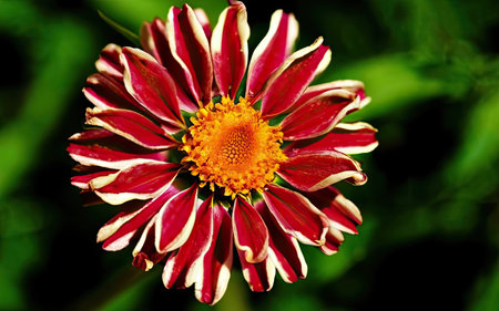 Zinnia flower in the garden, closeup of a flowerの素材