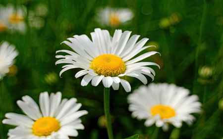 White daisies on a green meadow close-up.の素材