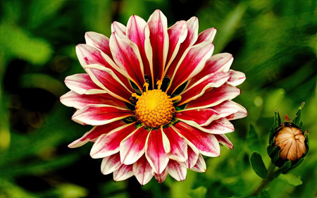 Close up of a white and red gazania flower in the gardenの素材