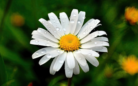 White daisy with drops of dew on the petals.の素材