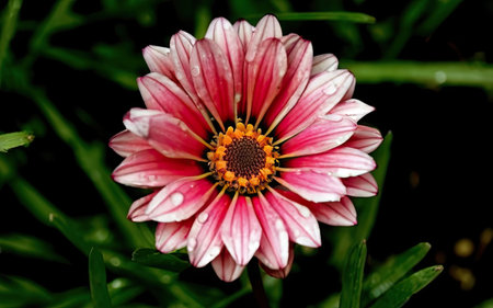 Pink Gazania flower with water drops on petals and green leaves.の素材