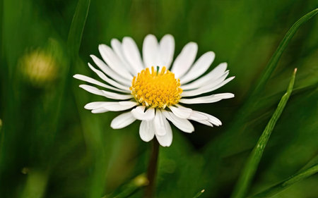 white daisy flower in green grass, shallow depth of field.の素材