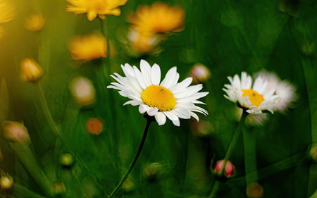 Daisy flowers in the green meadow. Spring nature background.の素材