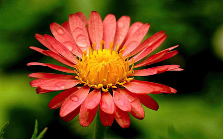 Beautiful red zinnia flower with water drops on petalsの素材