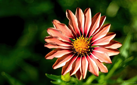 Gazania is a genus of flowering plants in the daisy family Asteraceae.の素材