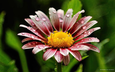 Beautiful daisy flower with drops of dew on petalsの素材