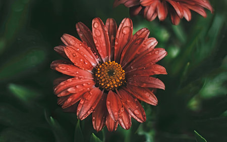 Close up of red daisy flower with water drops on petalsの素材