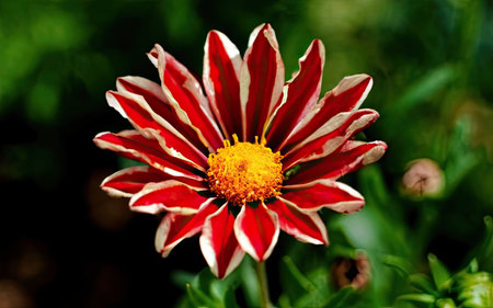 Gazania is a genus of flowering plants in the aster family Asteraceae.の素材