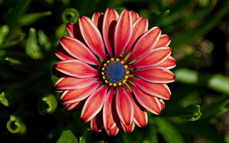 African daisy, Gazania is a genus of flowering plants in the sunflower family Asteraceae.の素材