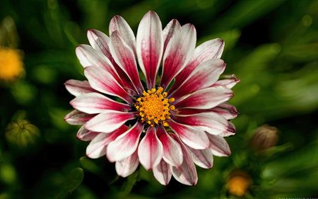 Closeup of a Gazania flower with white and red petalsの素材