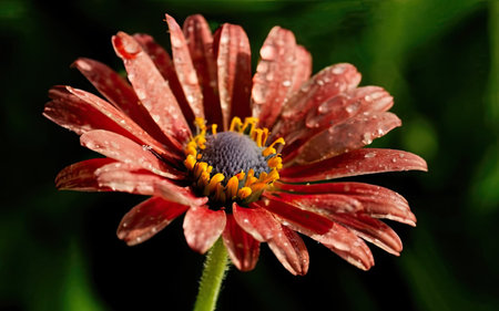 Close up of a red daisy with raindrops on the petalsの素材