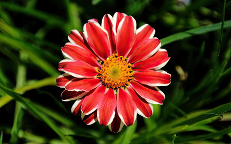 Red and white Gazania flower in the garden. Close up.の素材