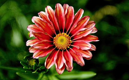 Red and white gazania flower on a green background close upの素材