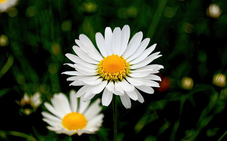 White daisies on a green meadow. Shallow depth of field.の素材
