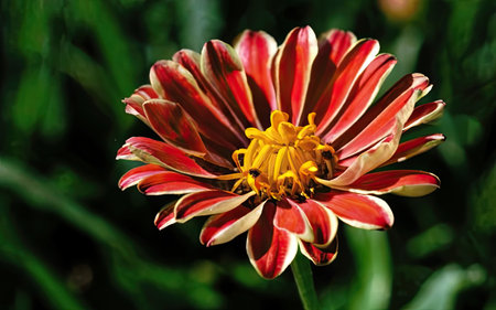 Zinnia flower in the garden, closeup of red flowerの素材