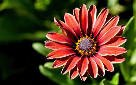 Close up of a red Gazania flower on a green background.の素材