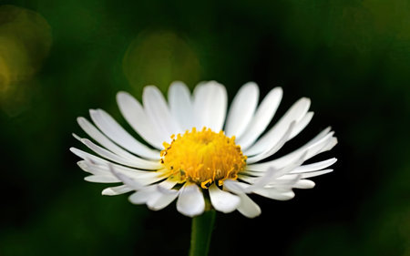 White daisy on a green background. Shallow depth of field.の素材