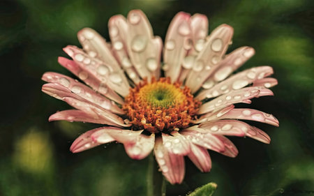 Water droplets on a pink daisy flower, shallow depth of fieldの素材
