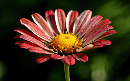 Closeup of a red daisy with dew drops on itの素材