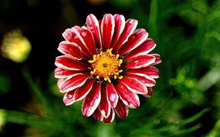 Close up of a red and white zinnia flower with raindropsの素材