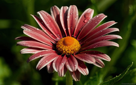 Beautiful pink Gazania flower with dew drops on petalsの素材