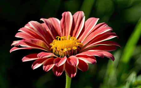 Close up of a pink zinnia flower in a garden.の素材