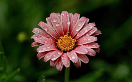 pink daisy with drops of dew on the petalsの素材