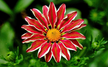 Gazania is a genus of flowering plants in the daisy family.の素材