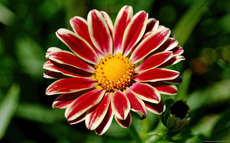Close up of red and white gazania flower in the gardenの素材