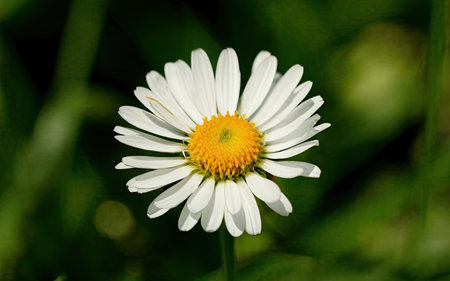 White daisy flower on green grass background, closeup of photoの素材